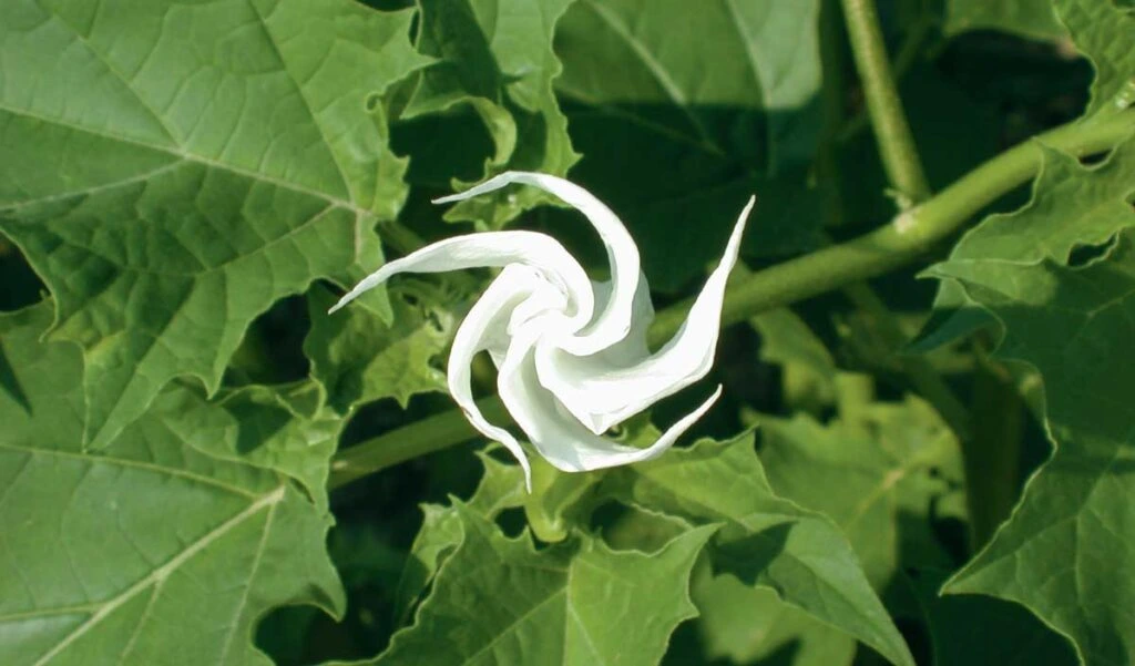 Fleur de Datura en train d'éclore